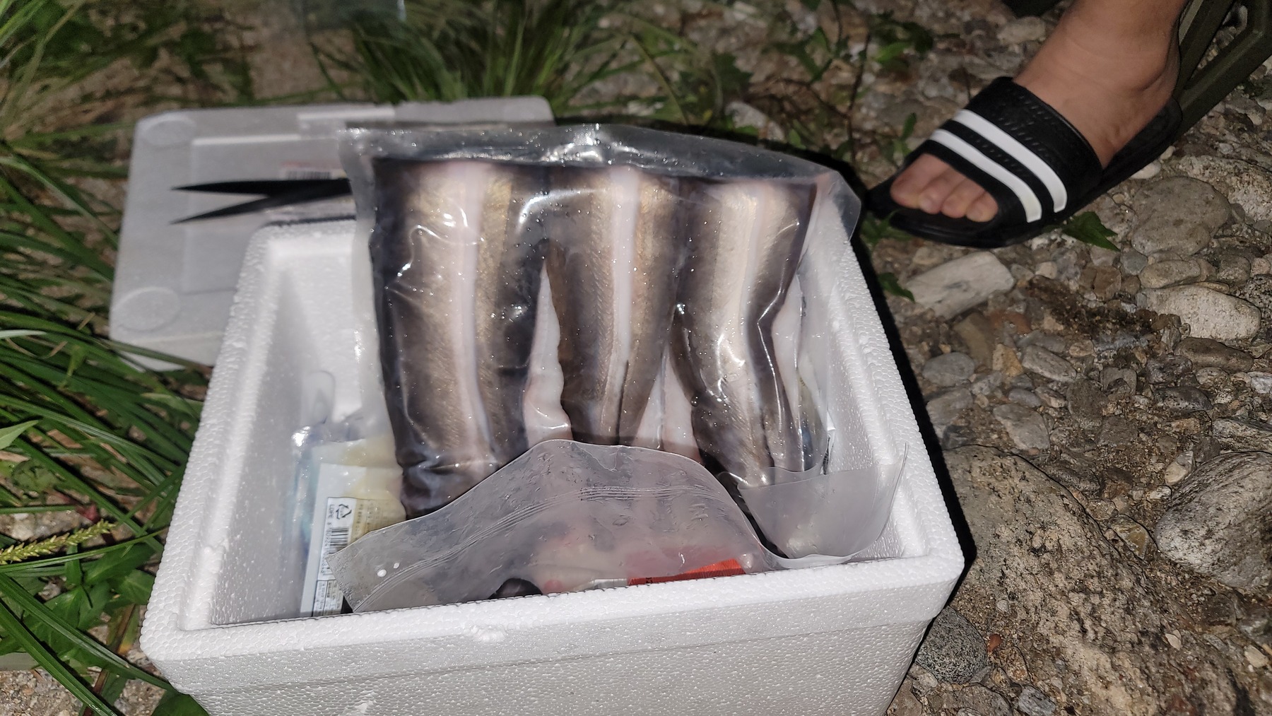 국내산 자포니카 장어 민물장어 1kg 손질후 700g 제품 이미지