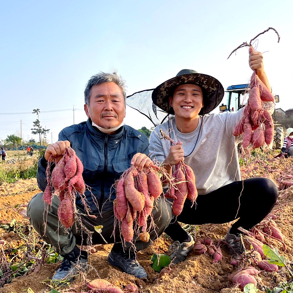 영암 꿀 고구마 3kg 5kg 베니하루카 황금호박고구마 제품 이미지