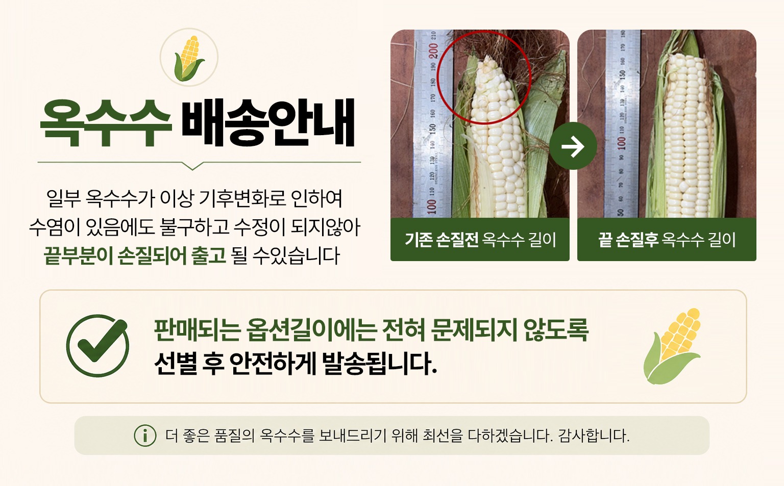 국산 찰옥수수 옥수수 생찰옥수수 제품 이미지