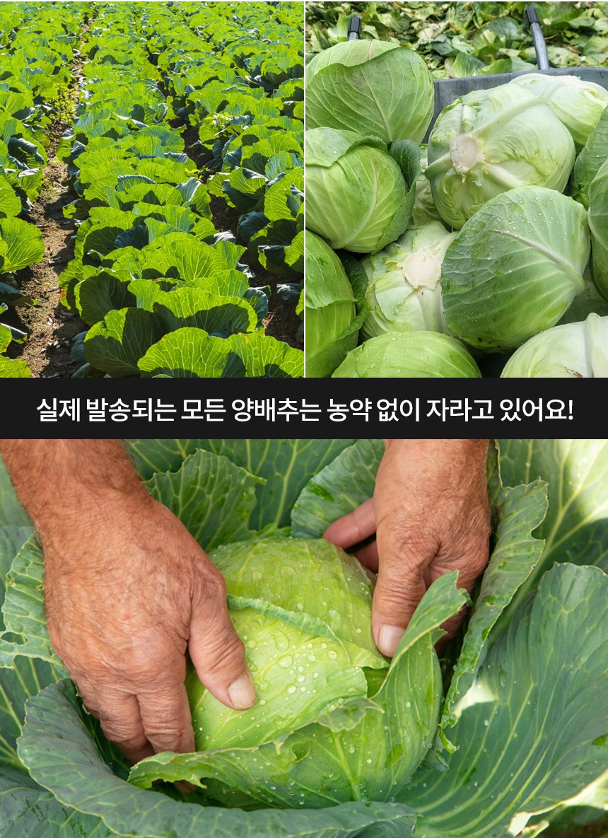 국내산 무농약 양배추 제품 이미지
