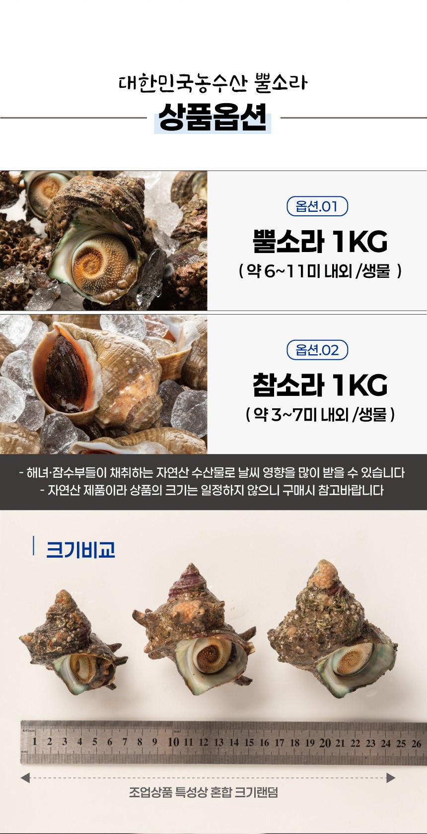 제철 뿔소라 1kg 자연산 소라 참소라 조개 제품 이미지