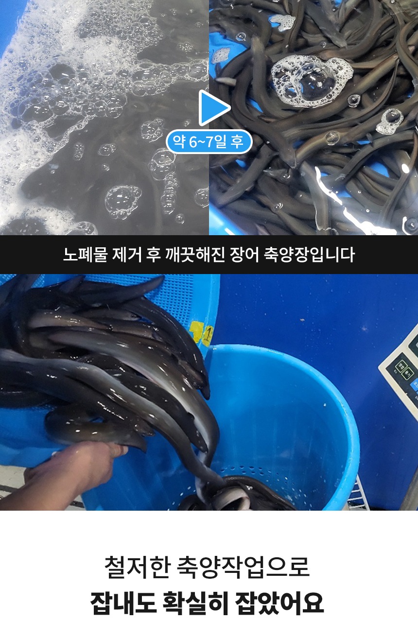 국내산 민물장어 선물세트 자포니카 장어 명절 설날 추석 선물 제품 이미지