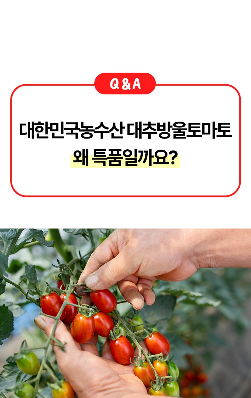 대추 방울토마토 2kg 토마토 제품 이미지