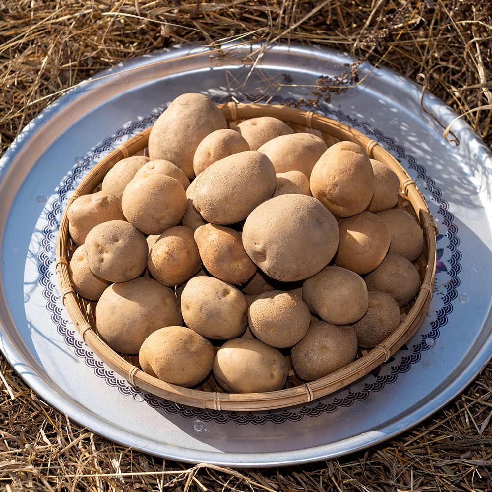제철 햇 감자 수미 3kg 5kg 국내산 제품 이미지