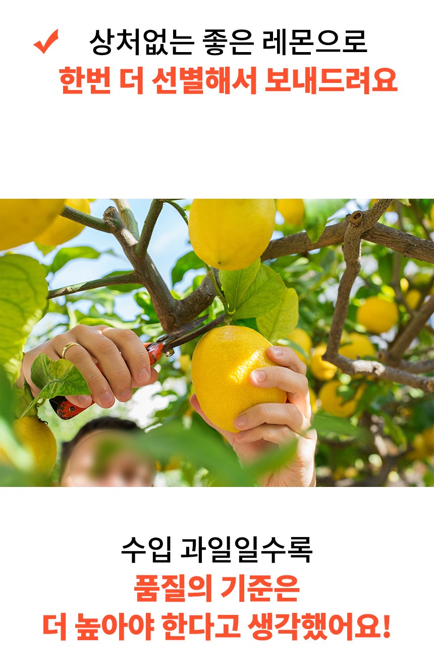 초신선 팬시 레몬 직수입 20과 생과 과일 제품 이미지