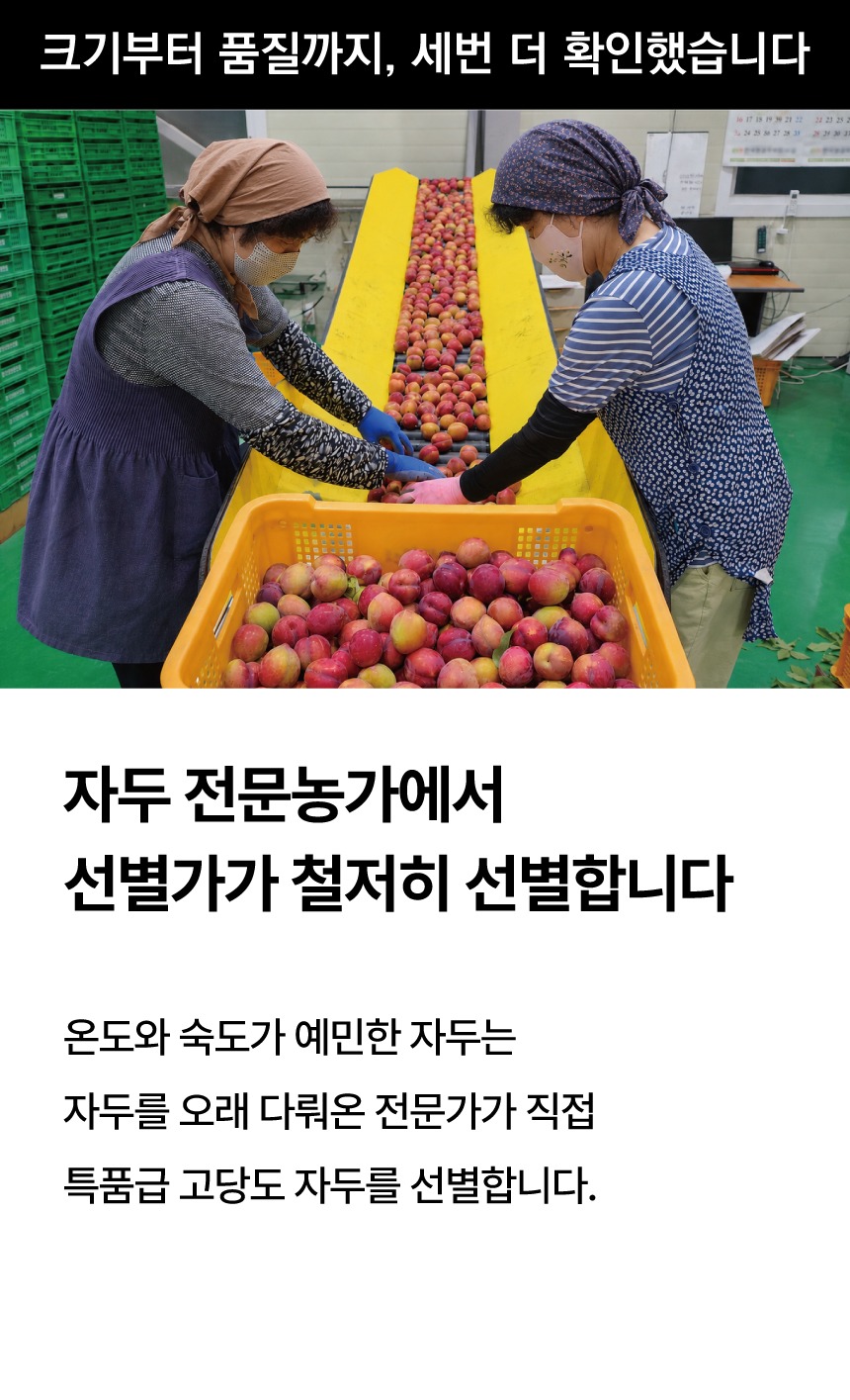 제철 자두 왕자두 피자두 과일 대석 후무사 와촌 제품 이미지