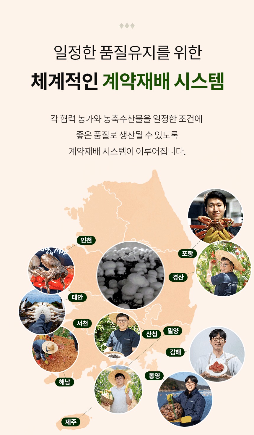 버섯 양송이버섯 500g 제품 이미지